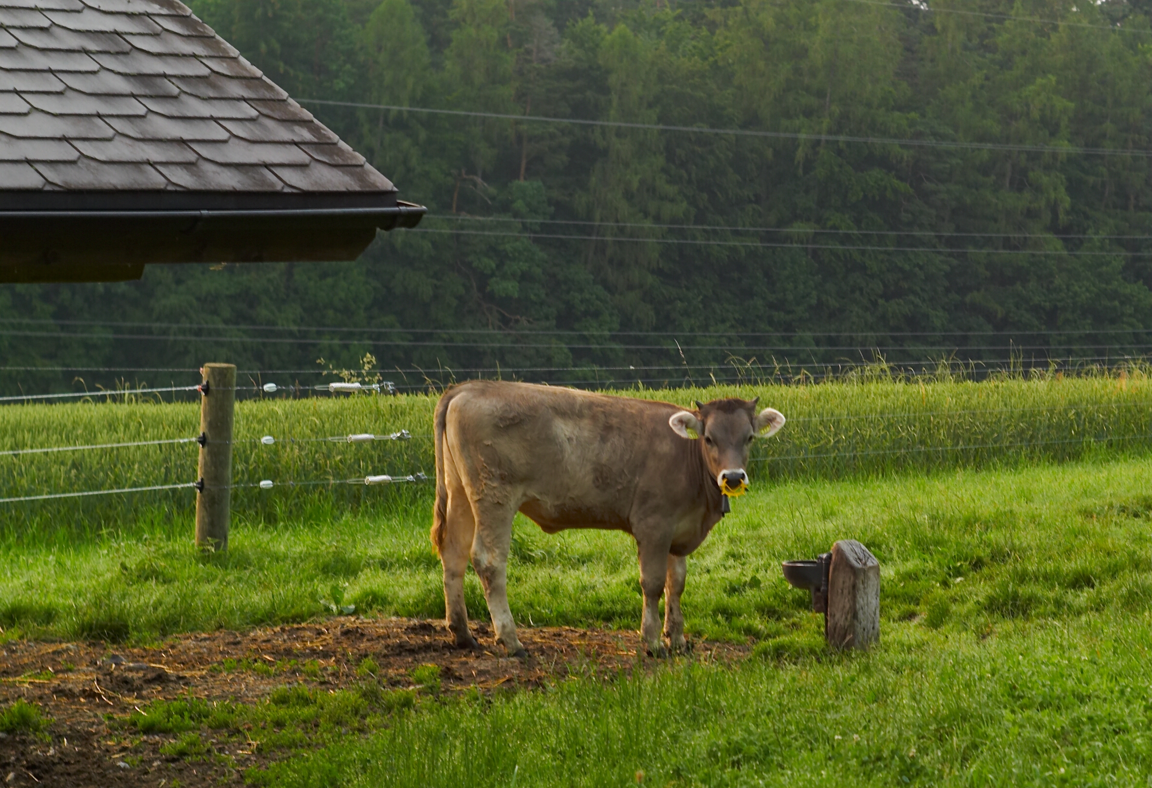 "Cow" by Joi is licensed under CC BY 2.0.